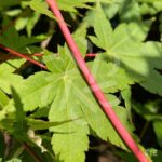 Acer palmatum 'Azahi Zuru' - Érable du Japon