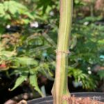 Acer palmatum 'Azahi Zuru' - Érable du Japon
