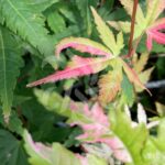 Acer palmatum 'Asahi Zuru' - Érable du Japon