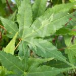 Acer palmatum 'Asahi Zuru' - Érable du Japon