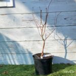 Acer palmatum 'Asahi Zuru' - Érable du Japon