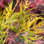 Acer palmatum 'Ellen' - Érable du Japon