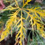 Acer palmatum 'Ellen' - Érable du Japon
