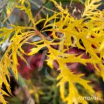 Acer palmatum 'Ellen' - Érable du Japon