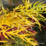 Acer palmatum 'Ellen' - Érable du Japon