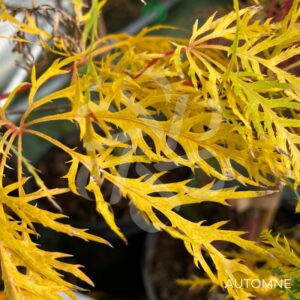 Acer palmatum 'Ellen' - Érable du Japon