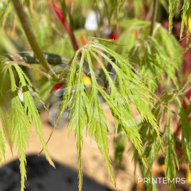 Acer palmatum 'Ellen' - Érable du Japon