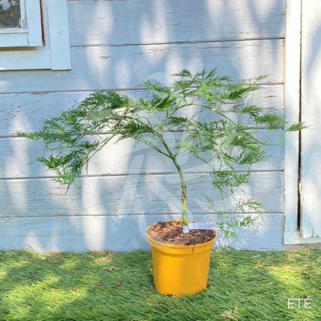 Acer palmatum 'Ellen' - Érable du Japon