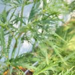 Acer palmatum 'Ellen' - Érable du Japon