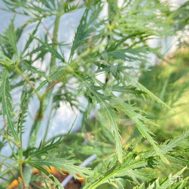 Acer palmatum 'Ellen' - Érable du Japon