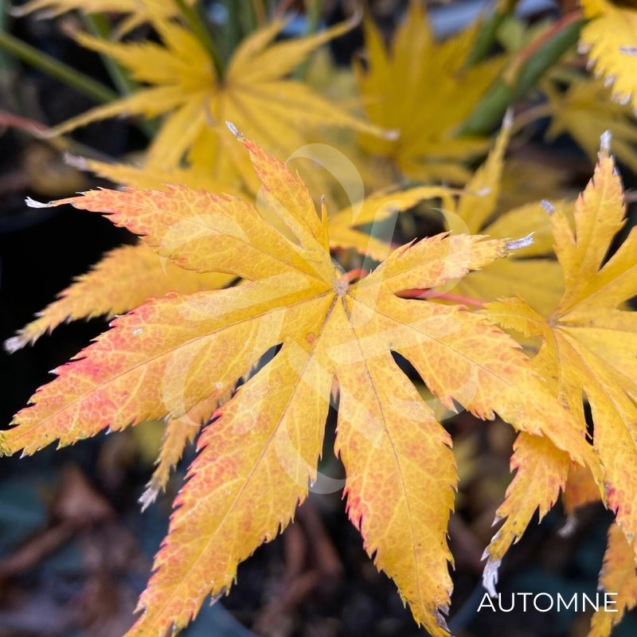 Acer palmatum 'Ki hachijō' - Érable du Japon