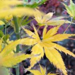 Acer palmatum 'Ki hachijō' - Érable du Japon