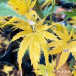 Acer palmatum 'Ki hachijō' - Érable du Japon