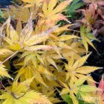 Acer palmatum 'Ki hachijō' - Érable du Japon