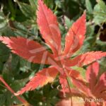 Acer palmatum 'Ki hachijō' - Érable du Japon