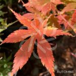 Acer palmatum 'Ki hachijō' - Érable du Japon