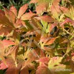 Acer palmatum 'Ki hachijō' - Érable du Japon