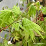 Acer palmatum 'Ki hachijō' - Érable du Japon