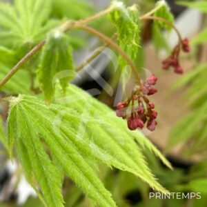 Acer palmatum 'Ki hachijō' - Érable du Japon
