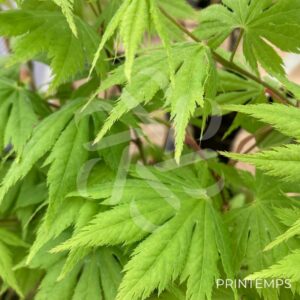 Acer palmatum 'Ki hachijō' - Érable du Japon