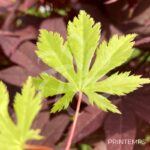 Acer palmatum 'Ki hachijō' - Érable du Japon