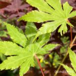 Acer palmatum 'Ki hachijō' - Érable du Japon