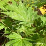 Acer palmatum 'Ki hachijō' - Érable du Japon