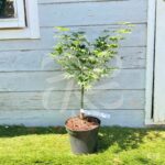 Acer palmatum 'Ki hachijō' - Érable du Japon