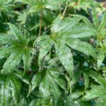 Acer palmatum 'Ki hachijō' - Érable du Japon