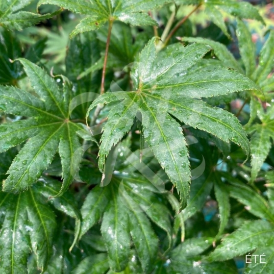 Acer palmatum 'Ki hachijō' - Érable du Japon