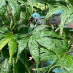 Acer palmatum 'Ki hachijō' - Érable du Japon