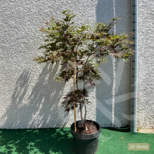 Acer palmatum 'Ō kagami' - Érable du Japon