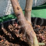 Acer palmatum 'Ō kagami' - Érable du Japon