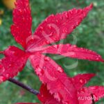 Acer palmatum 'Ō kagami' - Érable du Japon
