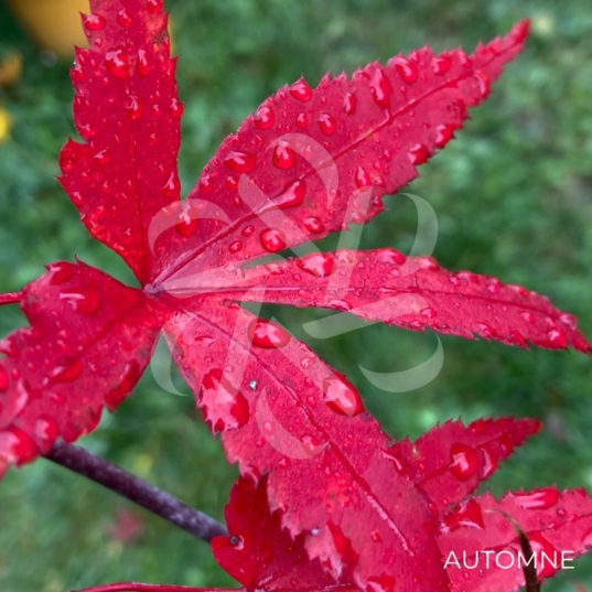 Acer palmatum 'Ō kagami' - Érable du Japon