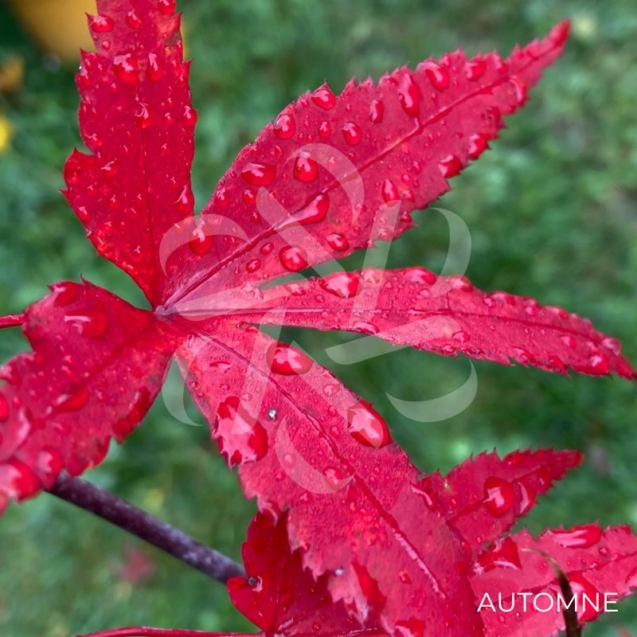Acer palmatum 'Ō kagami' - Érable du Japon