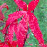 Acer palmatum 'Ō kagami' - Érable du Japon
