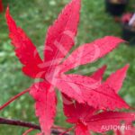 Acer palmatum 'Ō kagami' - Érable du Japon
