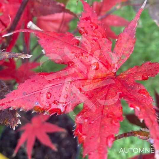 Acer palmatum 'Ō kagami' - Érable du Japon