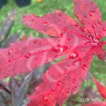 Acer palmatum 'Ō kagami' - Érable du Japon