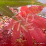 Acer palmatum 'Ō kagami' - Érable du Japon