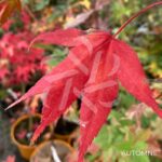 Acer palmatum 'Ō kagami' - Érable du Japon
