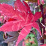 Acer palmatum 'Ō kagami' - Érable du Japon