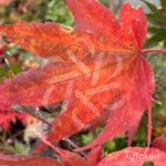 Acer palmatum 'Ō kagami' - Érable du Japon