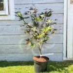 Acer palmatum 'Ō kagami' - Érable du Japon