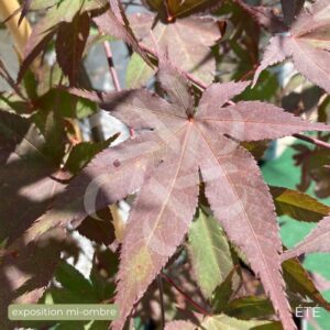 Acer palmatum 'Ō kagami' - Érable du Japon