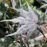 Acer palmatum 'Ō kagami' - Érable du Japon
