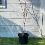 Acer palmatum 'Ō kagami' - Érable du Japon