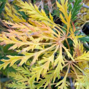 Acer palmatum 'Ornatum' - Érable du Japon