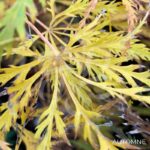 Acer palmatum 'Ornatum' - Érable du Japon